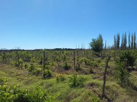 VENTA FINCA GRAN POTENCIAL PRODUCTIVO SAN RAFAEL