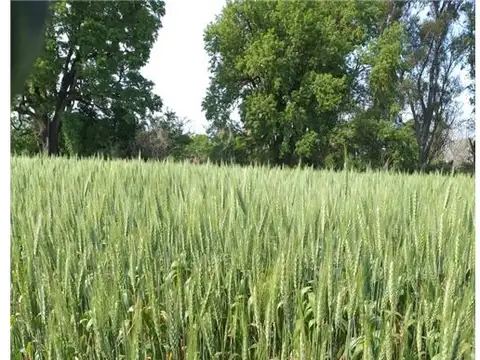 Se vende Campo Mixto en Cayastacito