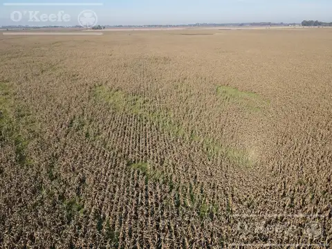 Campo en venta de 217 has en Rosario