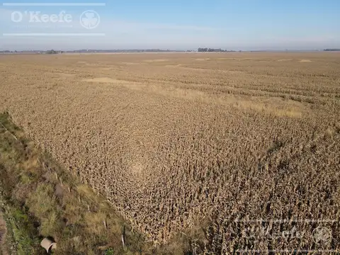Campo en venta de 217 has en Rosario
