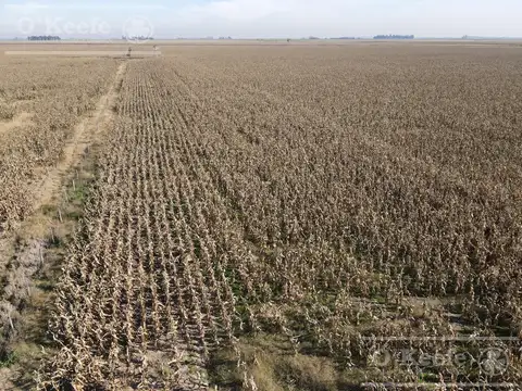 Campo en venta de 217 has en Rosario