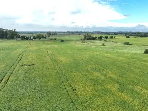 Campo en Venta de 230  ha