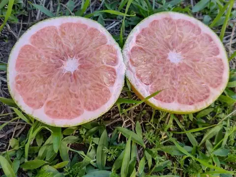 22 hectáreas con monte de cítricos y casco