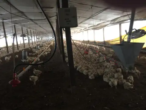 Granja de pollos habilitada sobre campo de 6 hectáreas