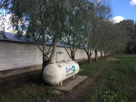 Granja de pollos habilitada sobre campo de 6 hectáreas
