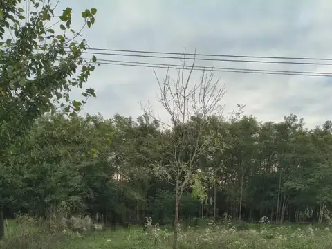 Los Plátanos e/ Los Tilos y Liquidambar , Piso 0