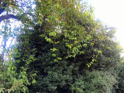 Terreno en Venta 10  mts Frente