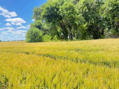 Campo en venta en Suipacha - 35 Hectáreas