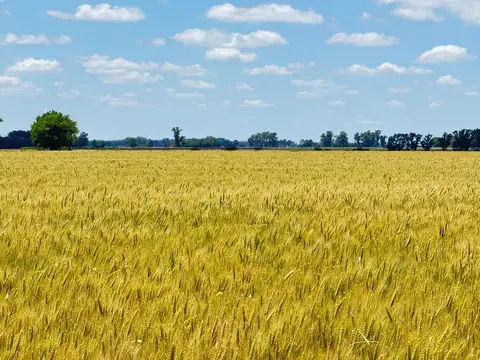 Campo en venta en Suipacha - 35 Hectáreas