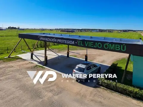 El Viejo Ombu