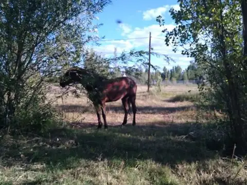 Terreno en Venta en China Muerta, USD 139.000