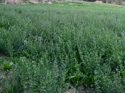 Campo Cachi 6has Agricola