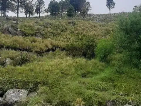 Campo en venta - 52 Ha - Córdoba