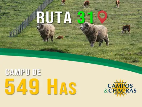 Ruta 31