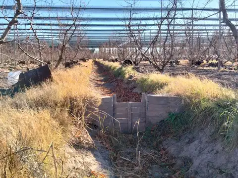 Venta finca productiva, general alvear, mendoza