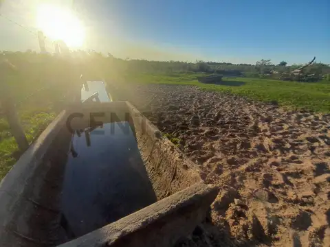 Venta - Campo Citrícola/Hortícola - Ganadero - Bella Vista - Corrientes