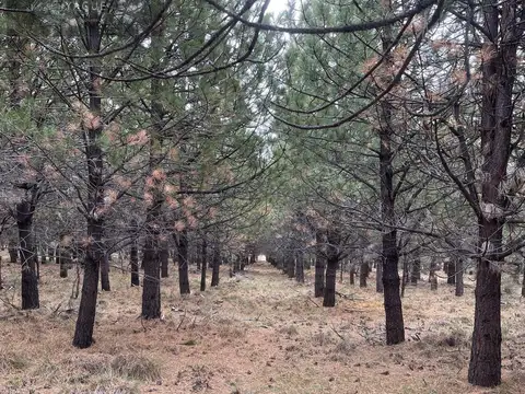 Rio pico
