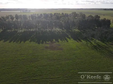 Campo de 209 Has en La Plata.  POSIBILIDAD DE FINANCIACION !!!