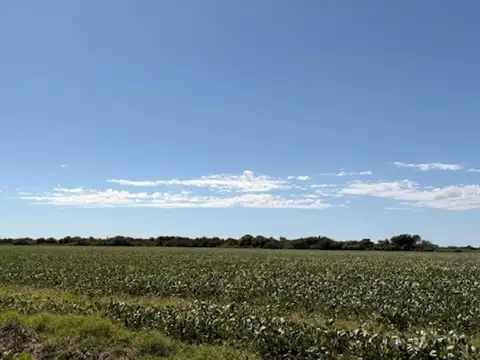 Campo en Venta Agrícola
