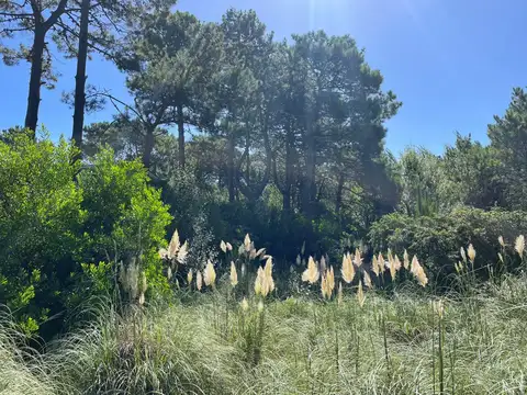 Terreno en Venta 15  mts Fondo