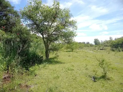 Zárate, Cana Ñacurutú 81ha