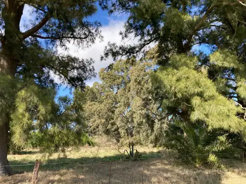 Campo - Las Flores