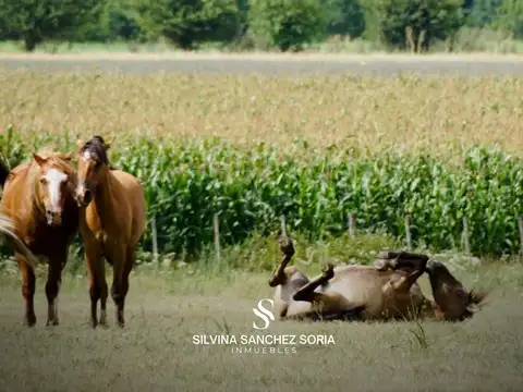 4 HAS EN VENTA, LOS CARDALES