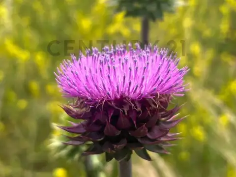 Terreno en Venta de 61506,0 m2