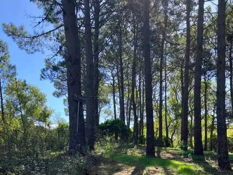 Miramar entre 33 y 34