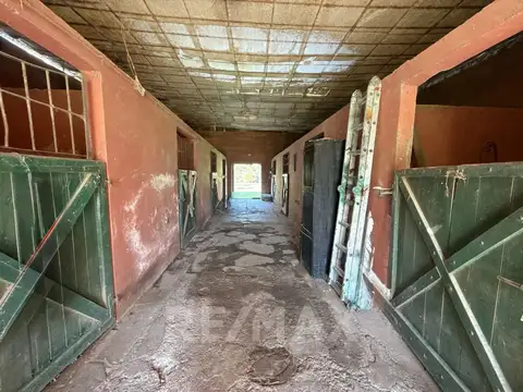 Nemesio Litardo 100