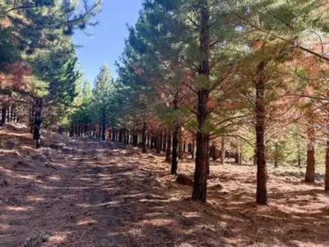 Campos forestales y ganaderos en Aluminé. +13.500 ha con bosques, agua, potencial turístico y CO2