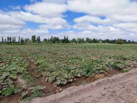 Venta Campo 45 Ha y Edificio Lavalle Mendoza
