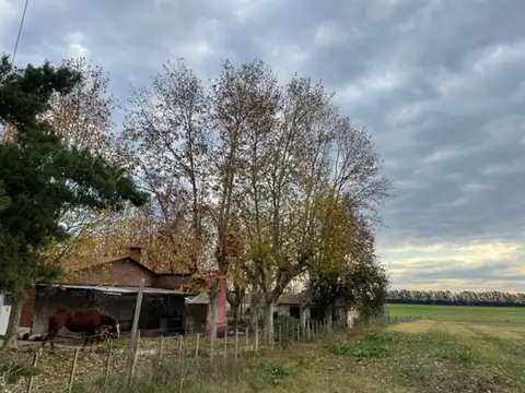 Indio Argentino 100