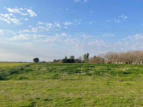 Indio Argentino 50