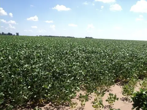 550 has en Pellegrini Pcia de Bs As