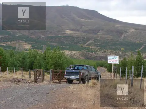 Neuquén, Cordillera, Campo Forestal, Productivo y apto Captura Co2.... imperdible, retorno garantizado