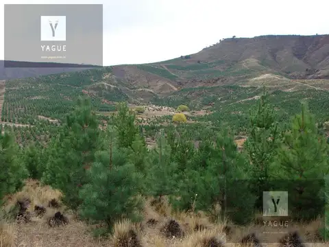 Neuquén, Cordillera, Campo Forestal, Productivo y apto Captura Co2.... imperdible, retorno garantizado