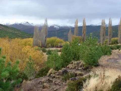 Neuquén, Cordillera, Campo Forestal, Productivo y apto Captura Co2.... imperdible, retorno garantizado