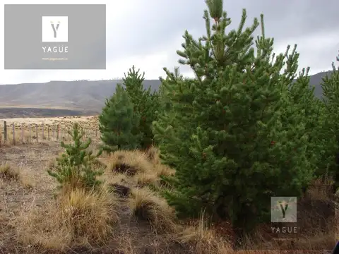 Neuquén, Cordillera, Campo Forestal, Productivo y apto Captura Co2.... imperdible, retorno garantizado