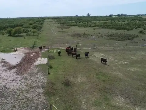 VENTA/CAMPO GANADERO/ ZONA RURAL/ PILAR/ SANTA FE