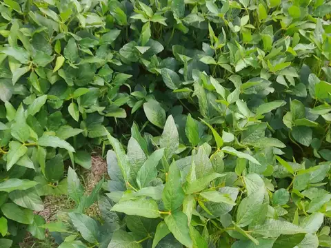 Campo/ Chacra 19has Torres Lujan c Renta