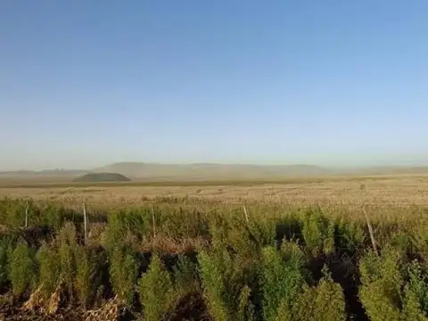 Casa Campo  en Venta en Coronel Pringles,  Resto de la Provincia, Buenos Aires - BLA6136_LP573624_3