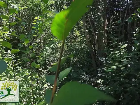 Terreno en Venta de 15547,0 m2