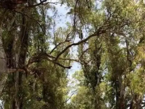 Terreno en Venta en Los Tres Pinos, USD 30.000