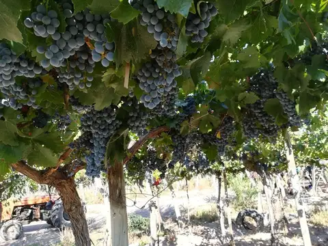 VENTA MAGNIFICA FINCA 8HAS BARRANCAS MAIPU