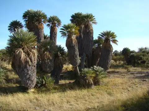 Campo en Venta – Ideal Desarrollo Turístico
