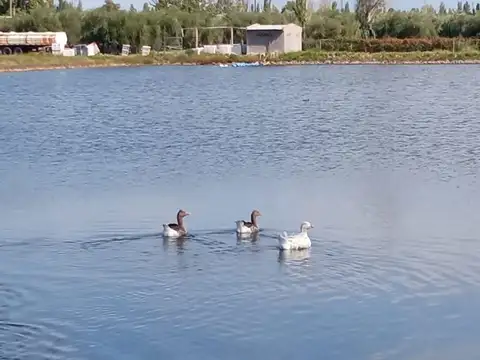 Campo en Venta en Rodeo del Medio, Maipú