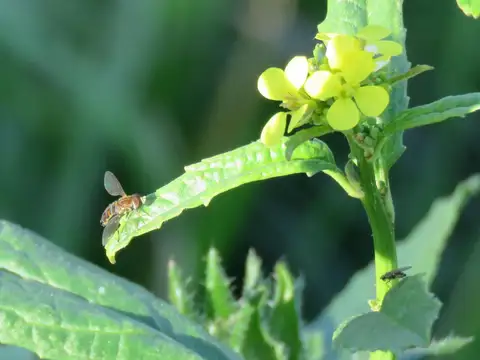 Lote interno Azzurra Tortugas