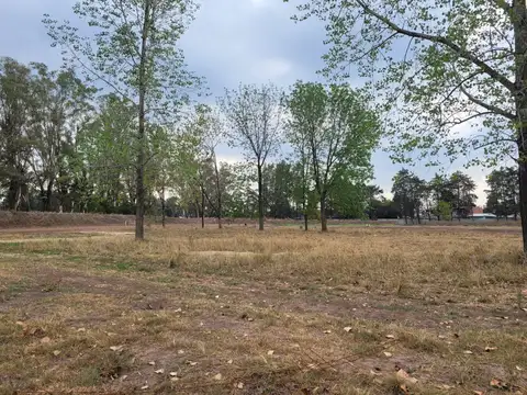 Lote interno Azzurra Tortugas