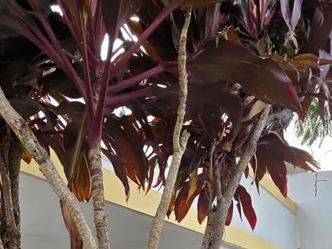 Leandro N. Alem al 3100